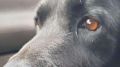 В Крым из зоны СВО вернулась поисковая собака Сарделя