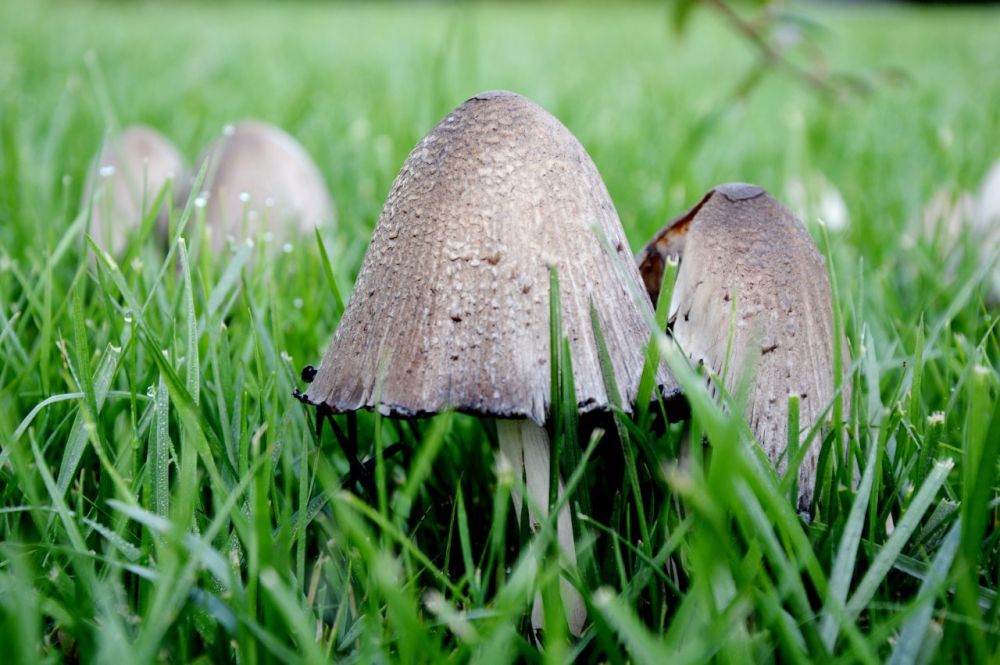 В крымском заповеднике выявили более 50 видов грибов
