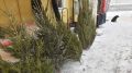 Крымчане могут сдать елки на переработку после Нового года