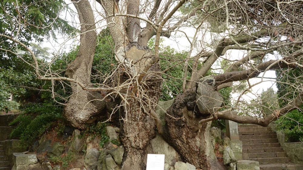 Уникальные деревья-старожилы: что нужно увидеть туристу в Крыму