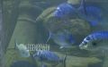 В ИнБЮМ заявили, что всю морскую коллекцию севастопольского аквариума сохранят в любом случае