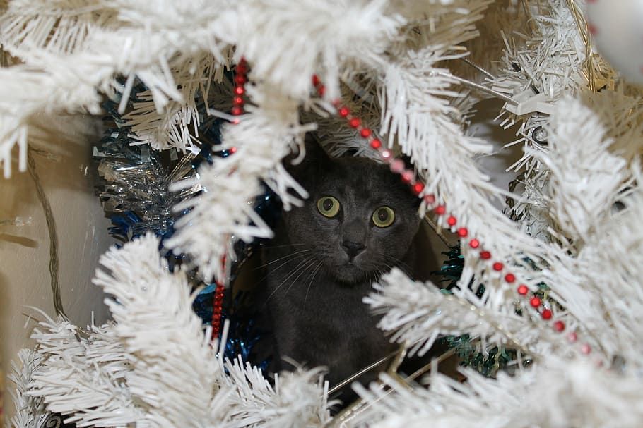 Почему кошки атакуют новогодние ёлки