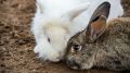 Откуда уши торчат: что надо знать про кроликов