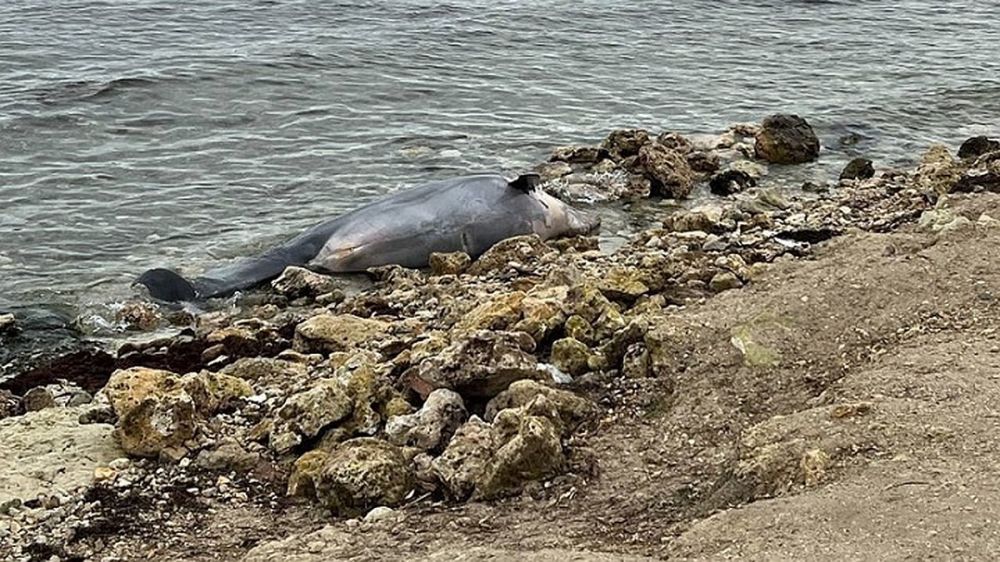 Мертвого дельфина обнаружили на пляже в Севастополе