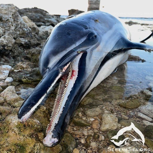 С начала года волонтёры обнаружили в Крыму 14 выбросившихся на берег дельфинов