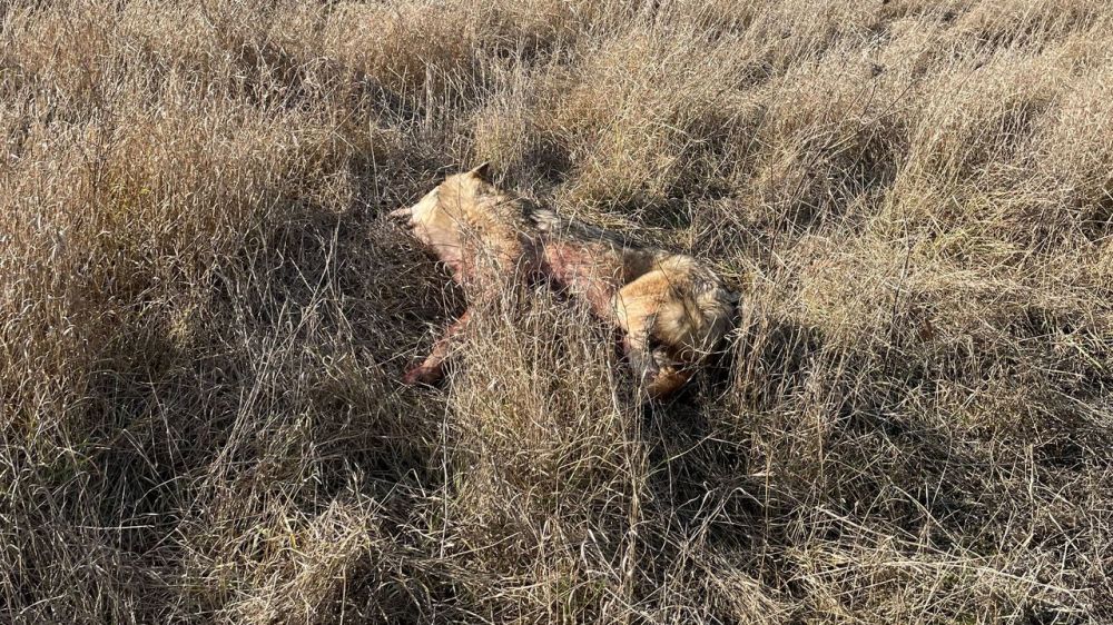 Госкомветеринарии информирует об отстреле волка в Бахчисарайском районе Республики Крым
