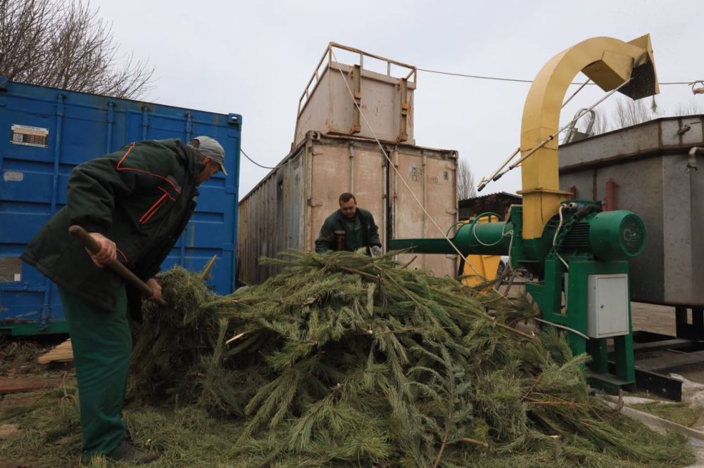 Эфирное масло, корма и подстилки для животных: в Крыму начали перерабатывать новогодние ёлки