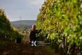 За 8 лет в Крыму заложили 6,2 тысяч гектаров виноградников
