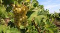 В Крыму за восемь лет заложили 6,2 тысячи гектаров виноградников
