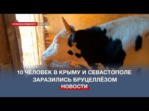 10 человек в Крыму и Севастополе заразились бруцеллёзом от больных коров