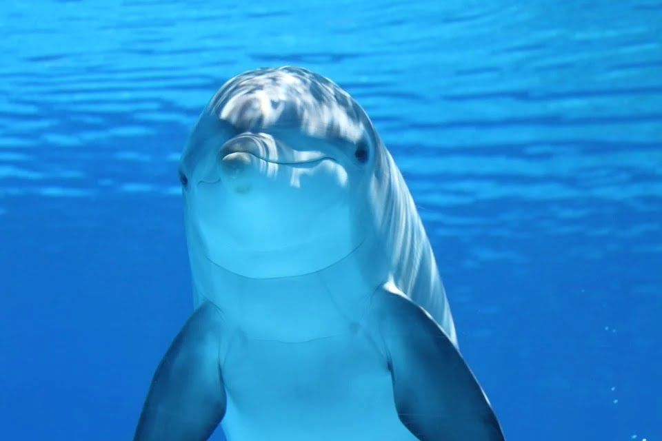 Эксперт рассказал о судьбе афалин, выброшенных из севастопольского дельфинария
