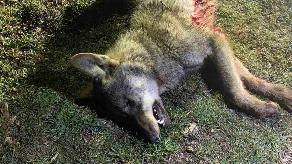 В Симферопольском районе застрелили волка