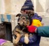 В Севастополе спасли застрявшую между бетонными плитами собаку