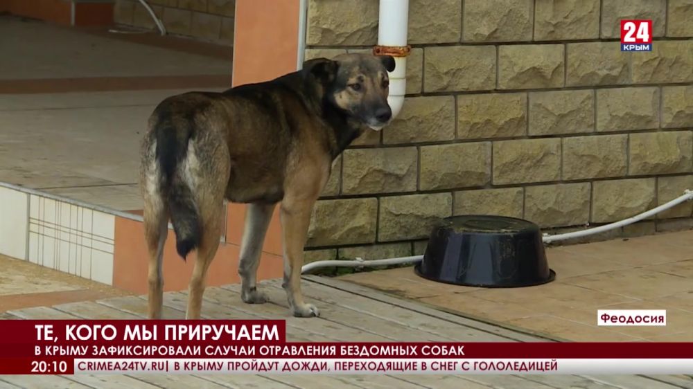 В Крыму зафиксировали случаи отравления бездомных собак