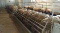 Импортозамещающие барашки: как в Крыму "создают" новых овец