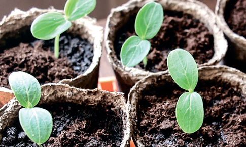 15 секретов как вырастить хороший урожай помидор в открытом грунте и в теплице