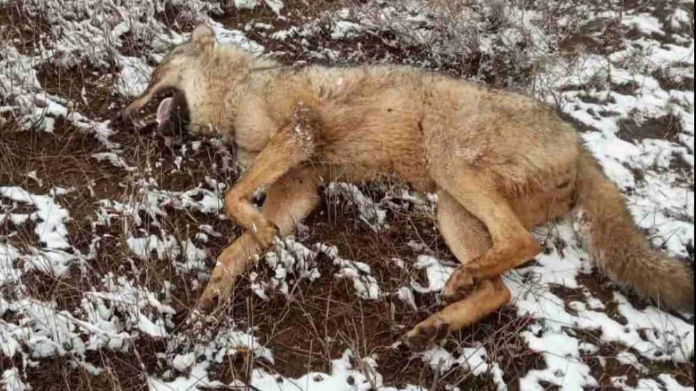 В крымском селе застрелили волка