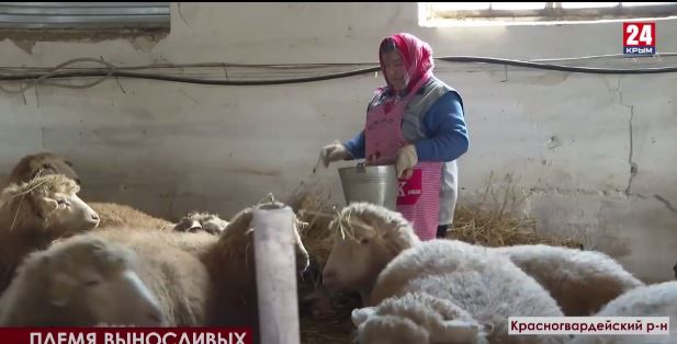 Крымские учёные занимаются выведением новой породы овец