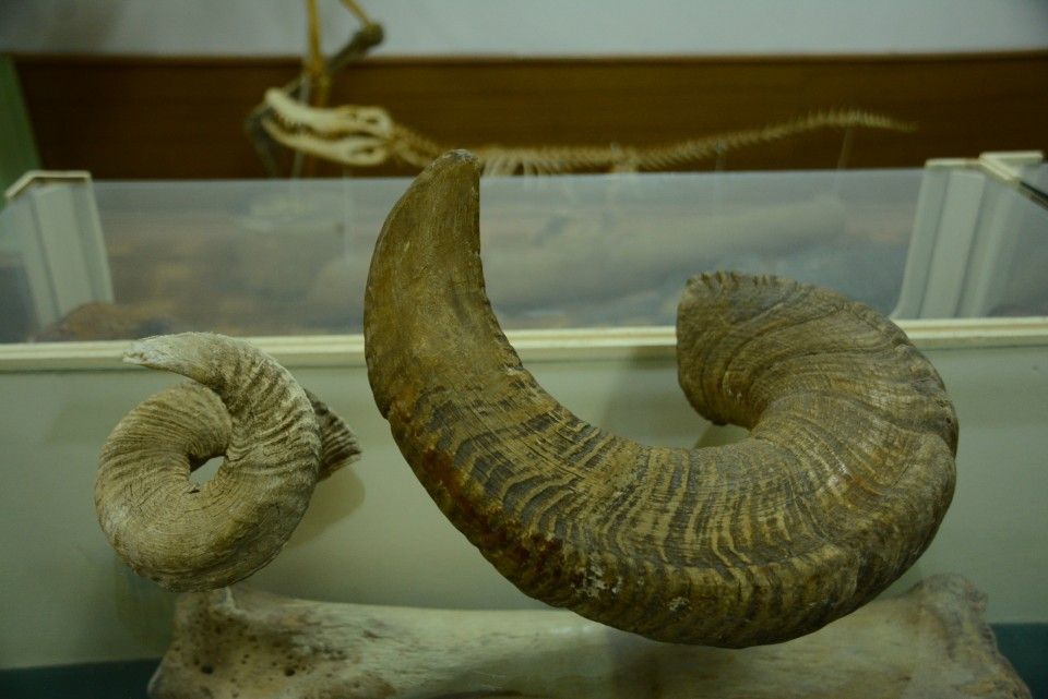 В музей КФУ передали рога архара, которые пытались незаконно вывезти из Крыма