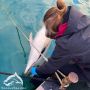 В Балаклаве нашли истощенного дельфина, погибшего из-за рыболовного крючка