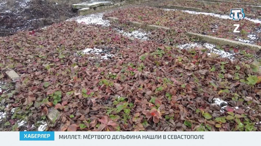 Саника, Зарина и Айдарина — три новых уникальных сорта земляники вывели в Крыму