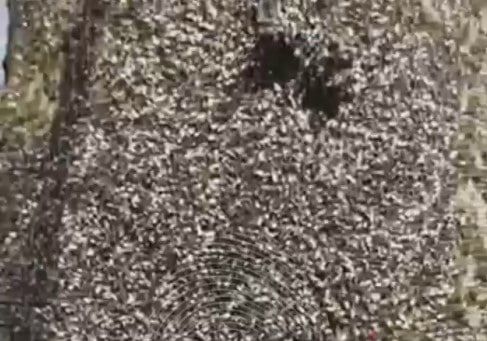 Жителей Симферополя напугали необычные клопы на деревьях