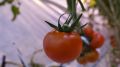 В этом году крымский тепличный комбинат в Белогорском районе собрал первый в республике урожай овощей – Андрей Савчук
