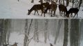 В Севастополе для оленей устроили «столовки» на лесных полянах