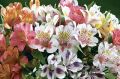 Крымская орхидея: как самим вырастить дома уникальную альстромерию