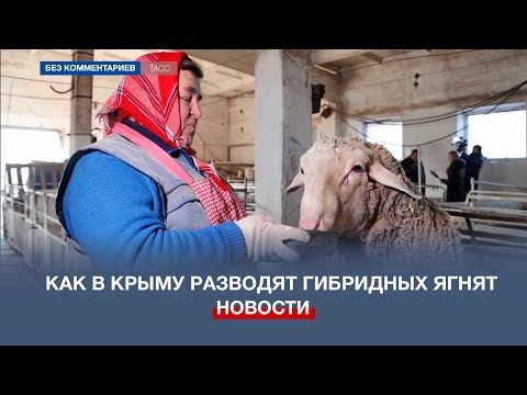 В Крыму разводят гибридных ягнят