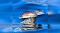 В Крыму зафиксировали свыше 3000 выбросов дельфинов
