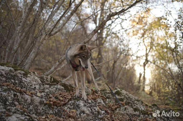 В Крыму выстраивается очередь на щенков волкособа