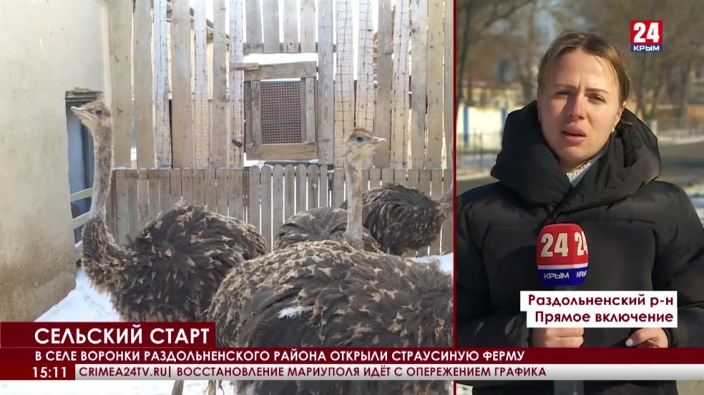 В селе Воронки Раздольненского района открыли страусиную ферму