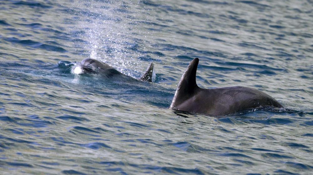 Почему умерли дельфины в Севастополе