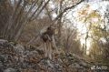 В Крыму выстраивается очередь на щенков волкособа