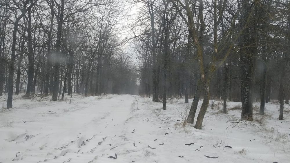 Больше всего снега выпало в Белогорском и Нижнегорском районах Крыма - МЧС