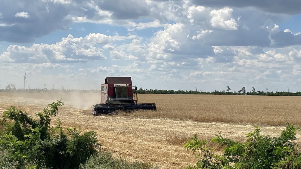 Крымские ученые вывели новые сорта пшеницы