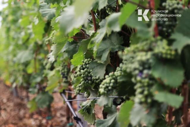 Более 3 миллиардов рублей господдержки получили крымские виноградари за 9 лет