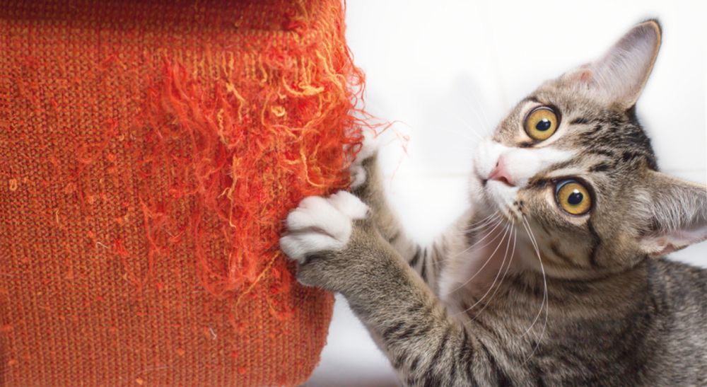 Одеяло топчу — в детство вернуться хочу, или почему кошка топчет одеяло?