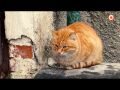 1 марта в Севастополе отметили День кошек