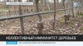 В крымских питомниках стартовала прививка плодовых деревьев