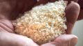 Экологический чистый рис будут выращивать в Крыму