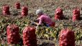 Фермеры новых регионов приехали в Крым перенимать опыт