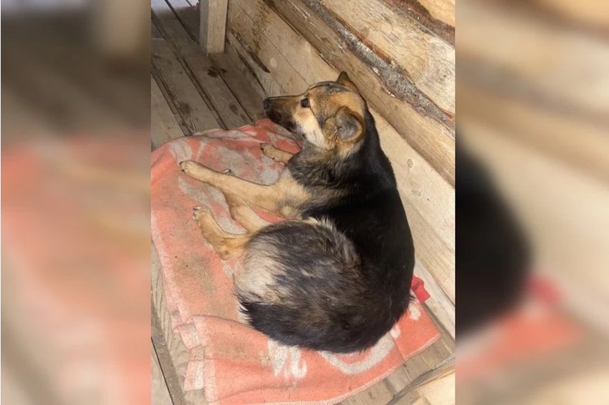 В зоне СВО собака ценой хвоста спасла бойца от ранения