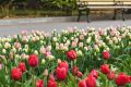 Почти 90 тыс. цветов высажены на клумбы Севастополя к весне