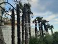 Жители Ялты обратили внимание на болезненное состояние пальм у Приморского парка