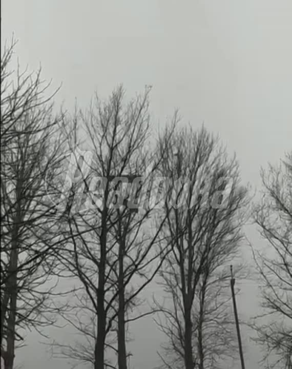 Появилось видео сбитого в Джанкое украинского беспилотника — его крылья застряли в ветках деревьев
