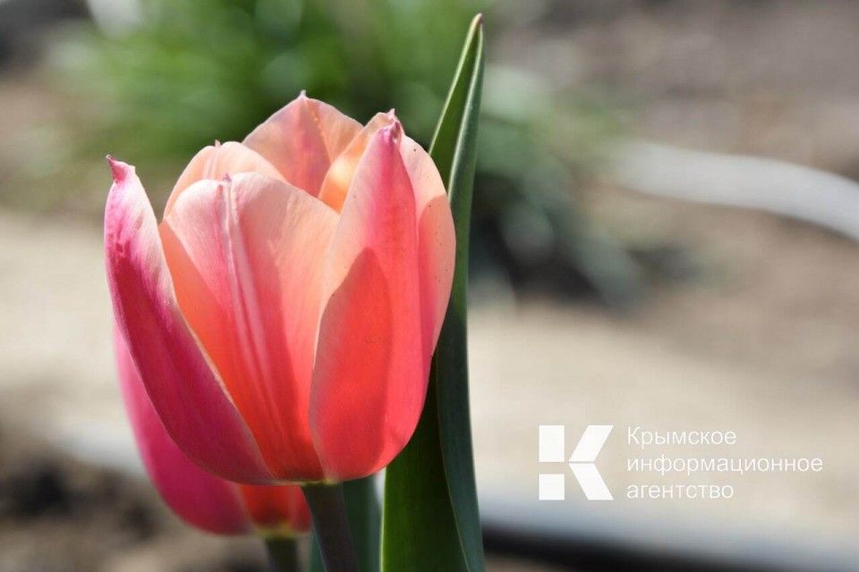 Парад тюльпанов в Никитском ботаническом саду откроется 4 апреля
