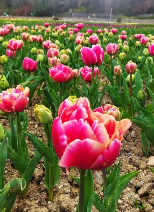 Весенний парад. Тюльпан Alison Bradley. Фото девушки тюльпаны цветы весны. Alison Bradleyt тюльпан. Никитский сад тюльпаны фото.
