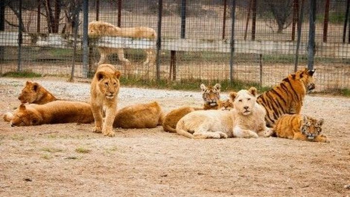 В Крым эвакуировали животных из зоопарков новых регионов